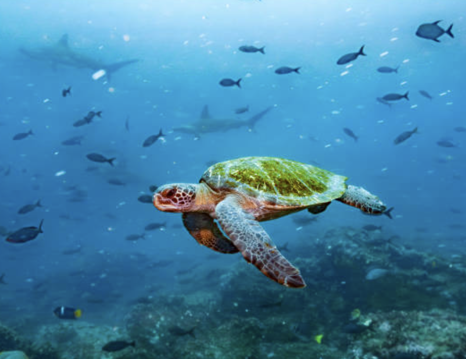 Sea turtle in ocean