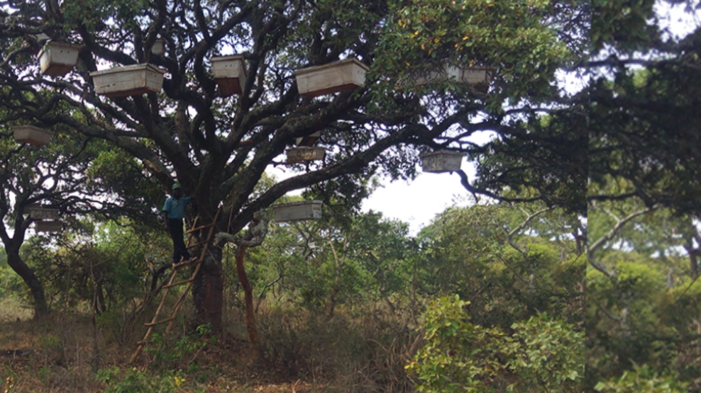 From Bees to Forests: Community Beekeeping Restoring Land