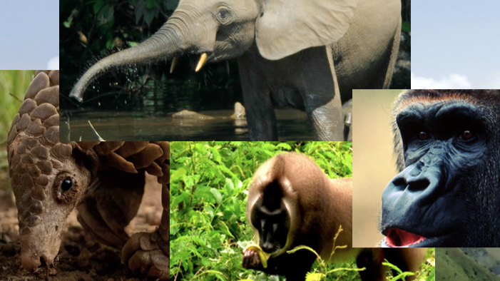 Wildlife: Integral to Human Survival